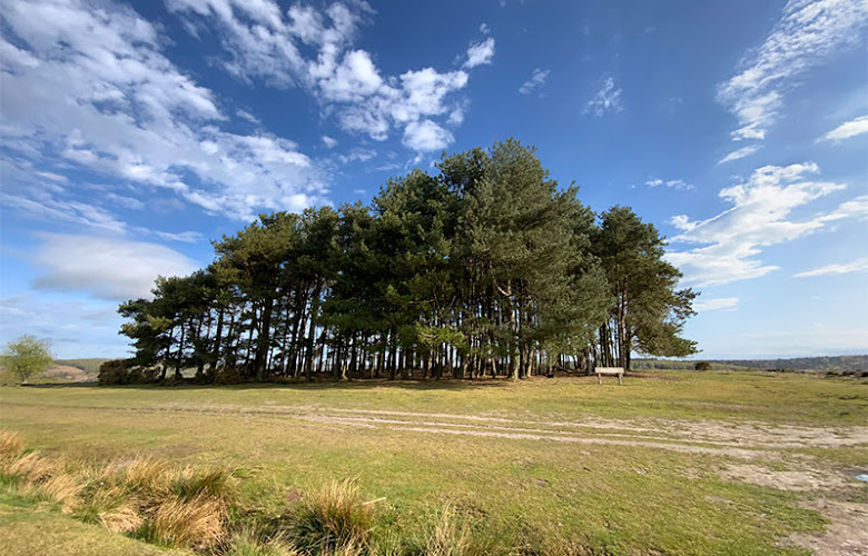 Ashdown Forest — Forest Row