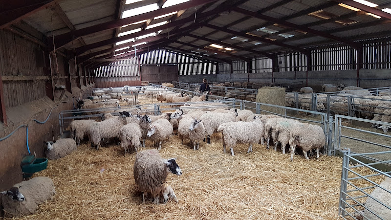 Blaze Farm & The Potty Sheep — Macclesfield