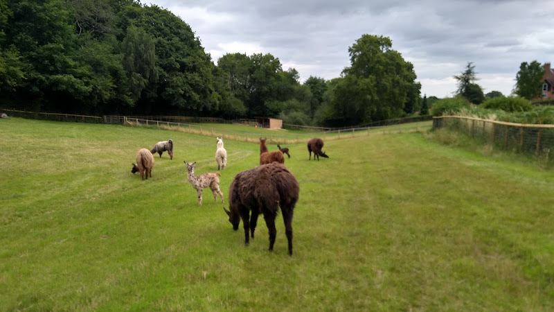 Briery Hill Llamas