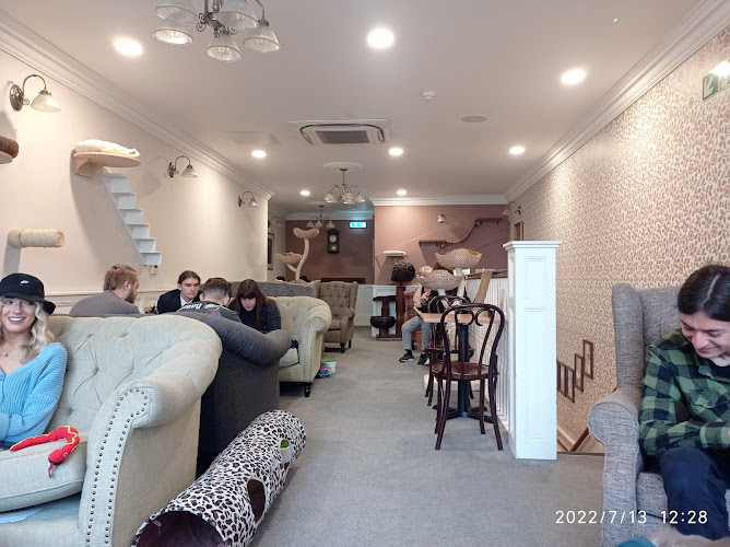 Cat Cafe Liverpool