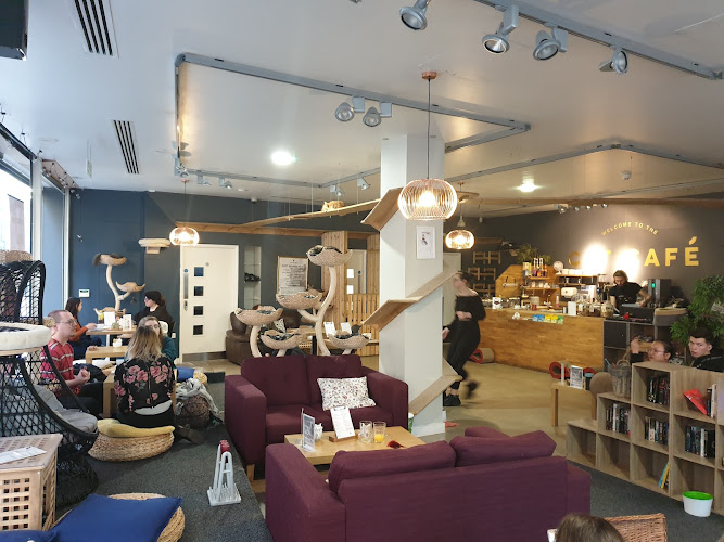 Cat Cafe Manchester — Manchester