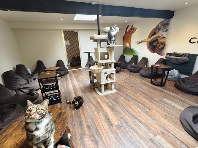Cat-titude Cat Cafe