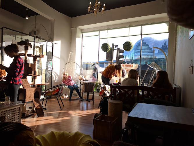 CatPawCino Cat Cafe