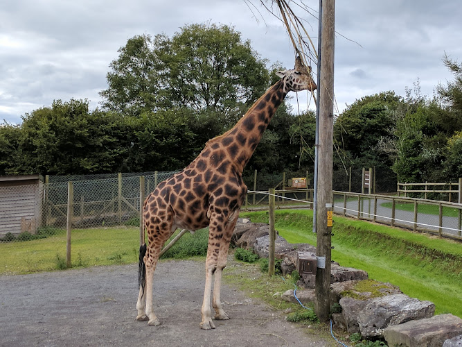 Folly Farm Adventure Park and Zoo