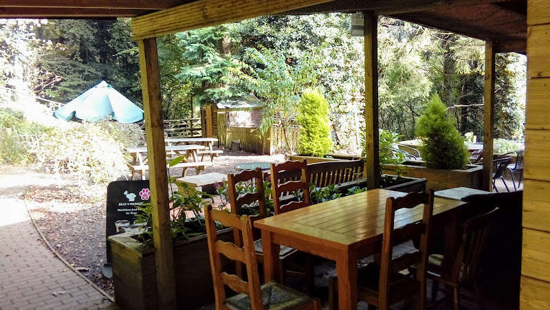 Forest Cafe — Cardiff