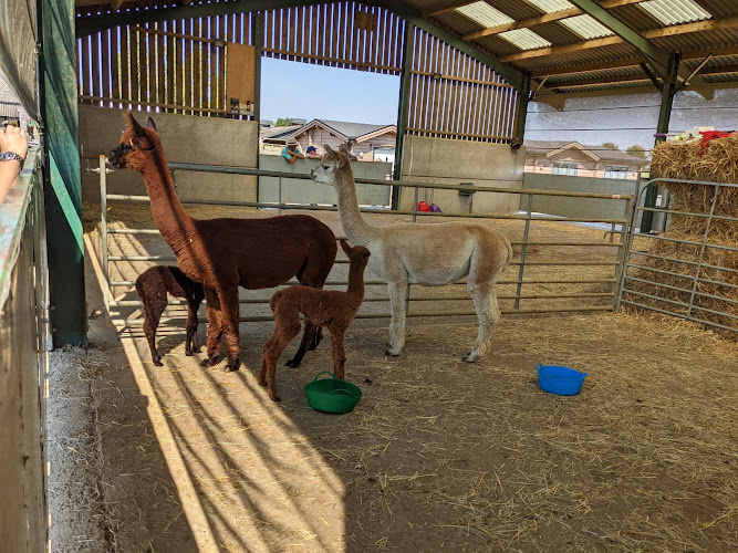 J and J Alpacas — Newark