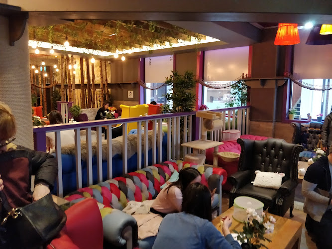 Kitty Cafe — Leeds
