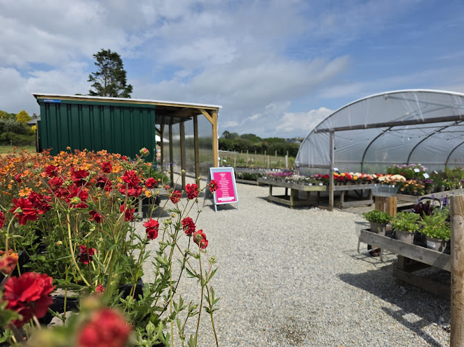 Llazy Llama Cafe @ Calamazag Plant Nursery — Looe