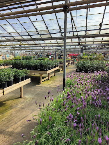 Markham Grange Garden Centre