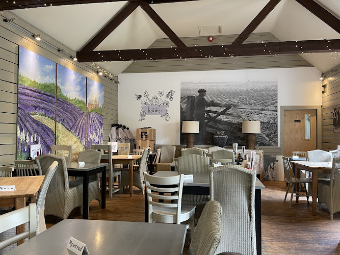 Norfolk Lavender