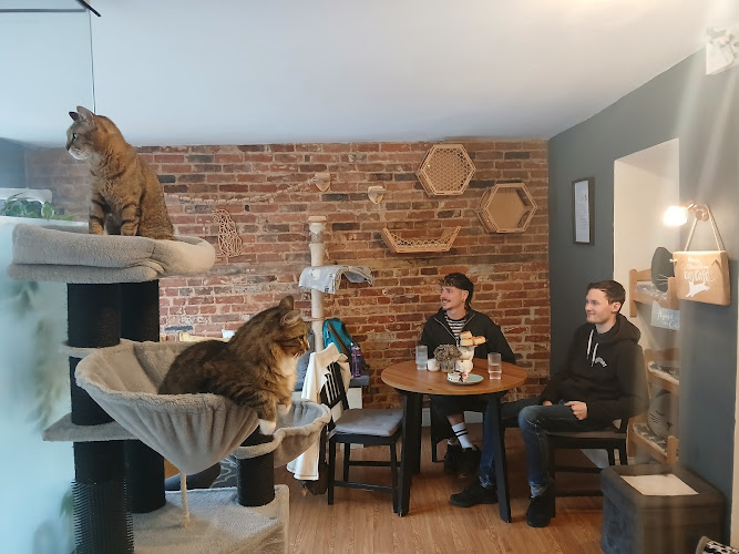 Paws For Thought Cat Cafe