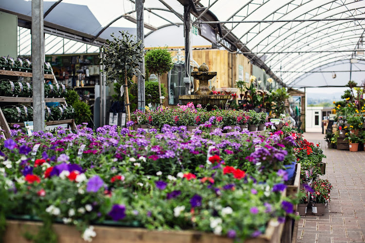 Raglan Garden Centre