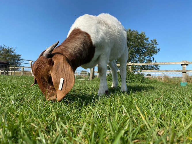 Roves Farm — Swindon