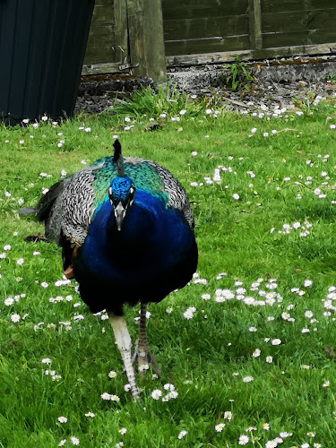 Seaforde Gardens & Tropical Butterfly House