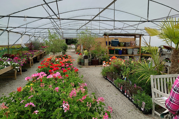Warne's Plants — Camborne