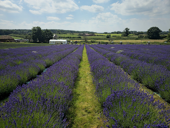 Warwickshire Lavender Farm