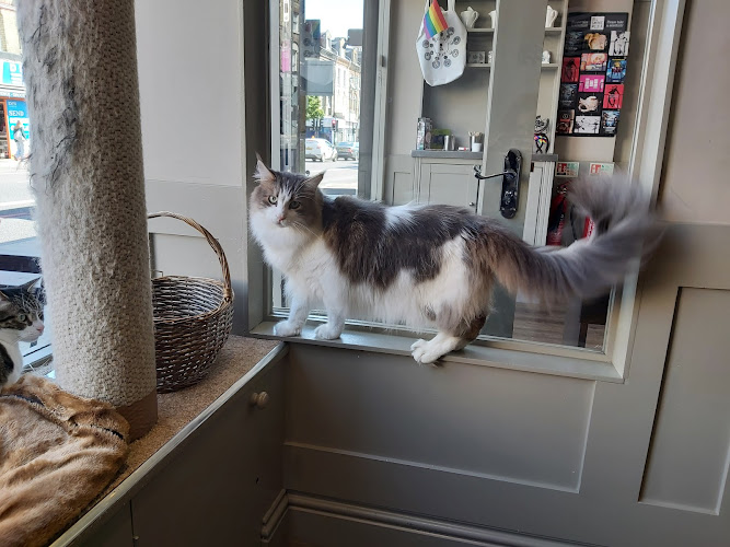 Whiskers & Cream Cat Cafe London